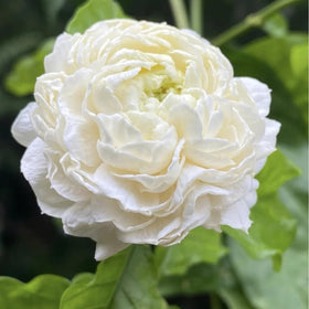 Generic Jasmine seeds germination guide for quick climbing vines.