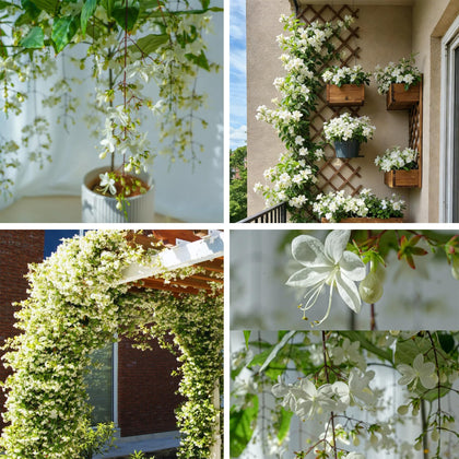 Generic Jasmine Seeds packet front for easy planting and fragrant blooms.