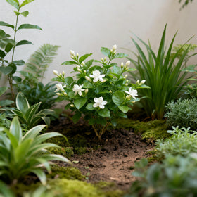 Generic Jasmine vines on fence ready to create scent filled privacy.