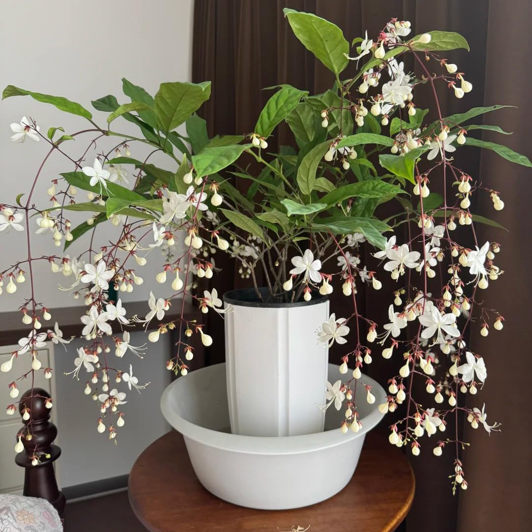 Generic Jasmine vines on a trellis creating a lush vertical focal point in a garden.