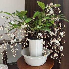 Generic Jasmine vines on a trellis creating a lush vertical focal point in a garden.