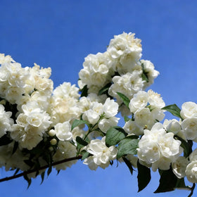 Generic jasmine white blooms with long-lasting fragrance in a garden.