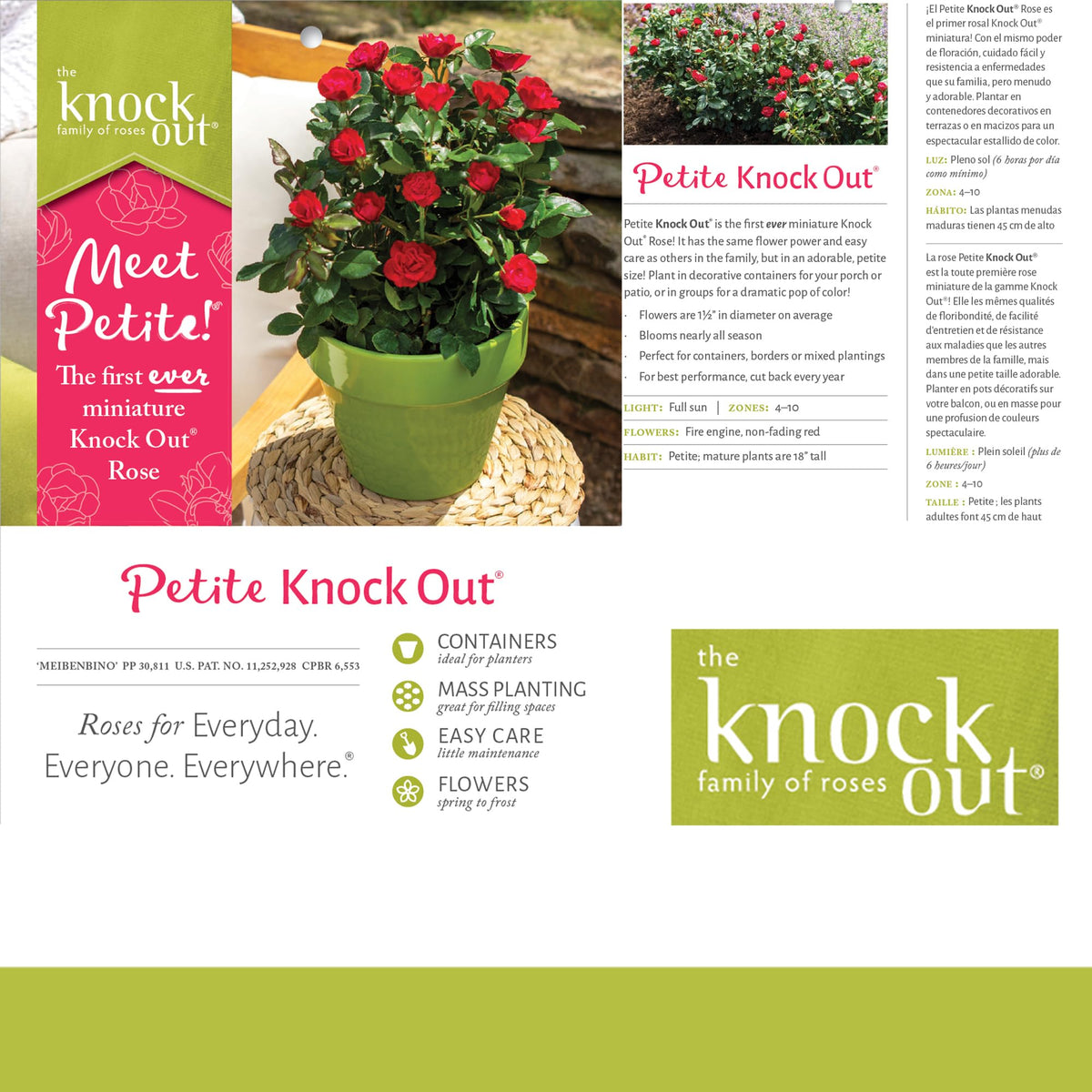 Generic Knockout Rose Petite reaches about 18 inches, great for mixed borders.