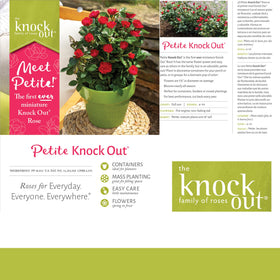 Generic Knockout Rose Petite reaches about 18 inches, great for mixed borders.