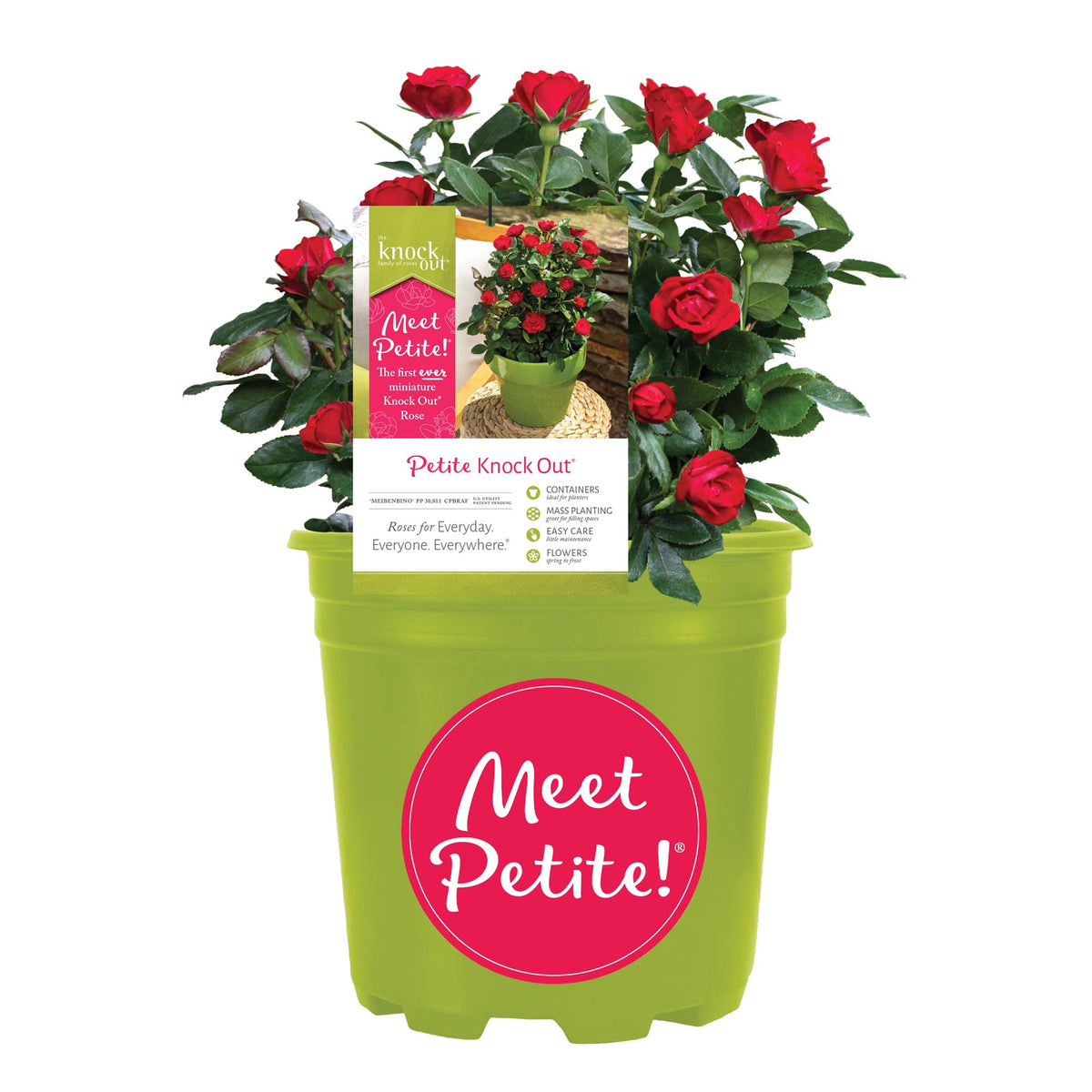 Generic Knockout Rose Petite with red blooms, ideal for vibrant container displays.