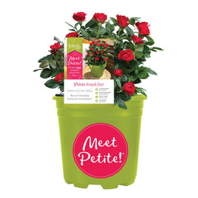 Generic Knockout Rose Petite with red blooms, ideal for vibrant container displays.