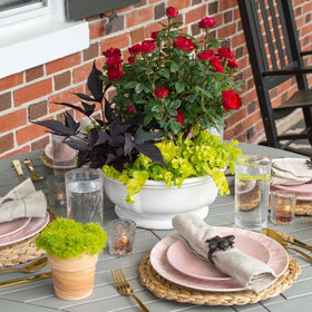 Generic Knockout Rose Petite compact bush shapes a tidy garden focal point.