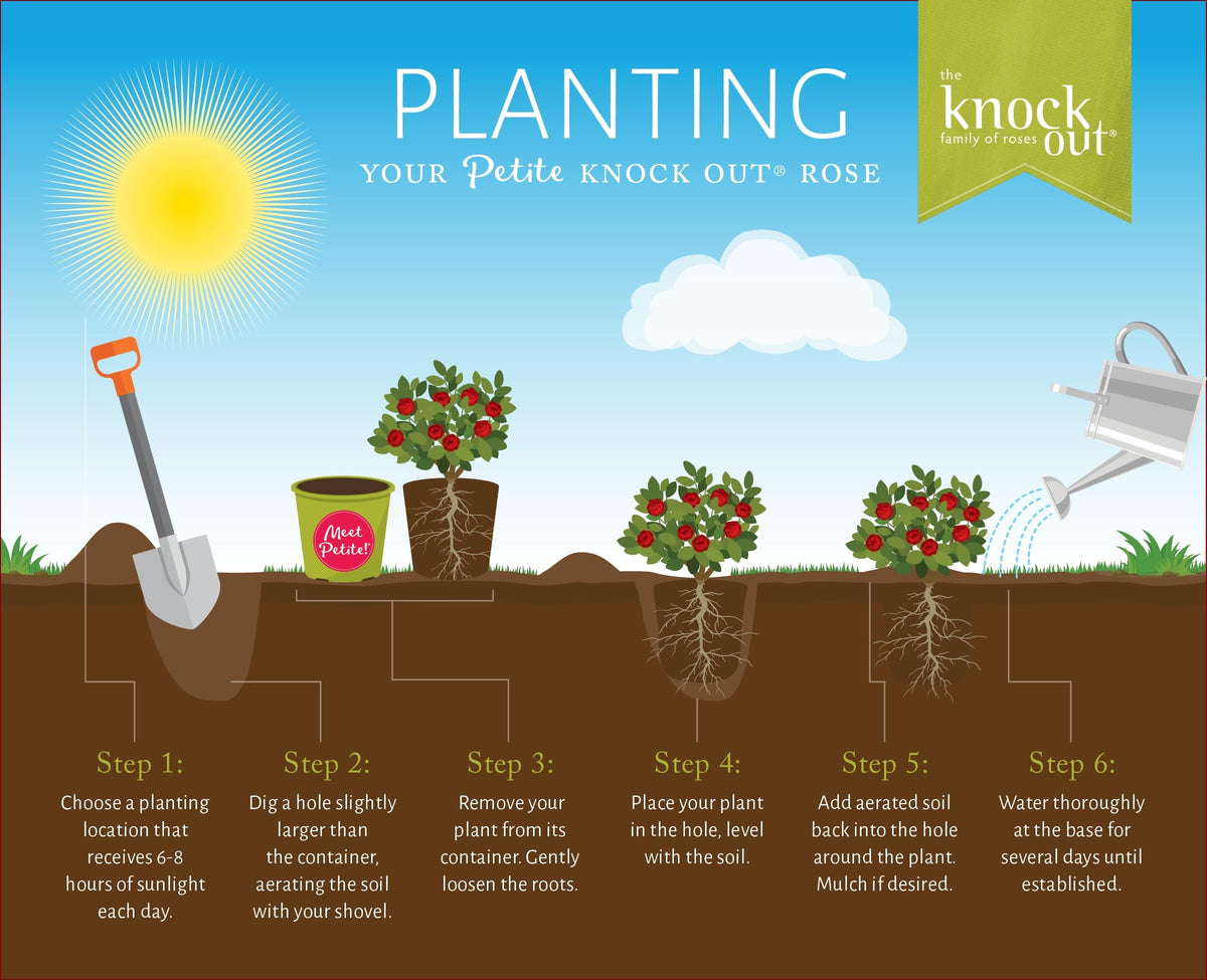 Generic Knockout Rose Petite loses leaves in winter as a deciduous shrub.