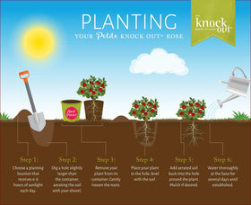 Generic Knockout Rose Petite loses leaves in winter as a deciduous shrub.