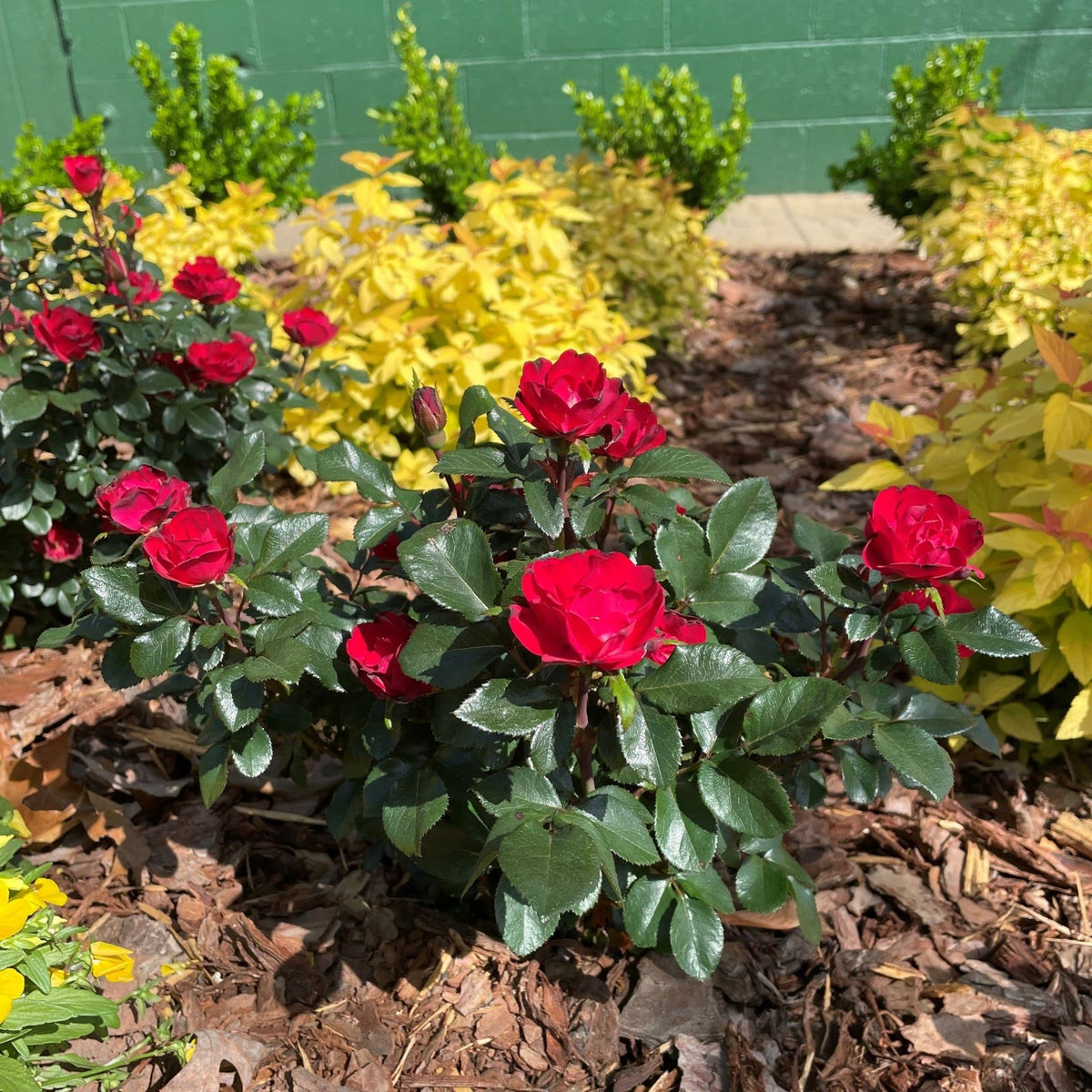 Generic Knockout Rose Petite shipped dormant, ready for spring planting.
