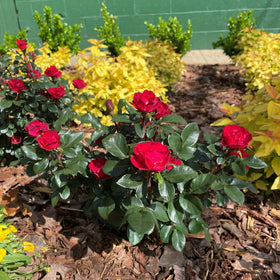 Generic Knockout Rose Petite shipped dormant, ready for spring planting.