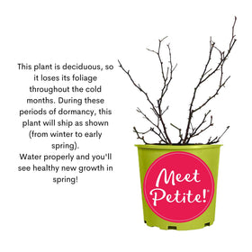 Generic Knockout Rose Petite supports color without heavy pruning.