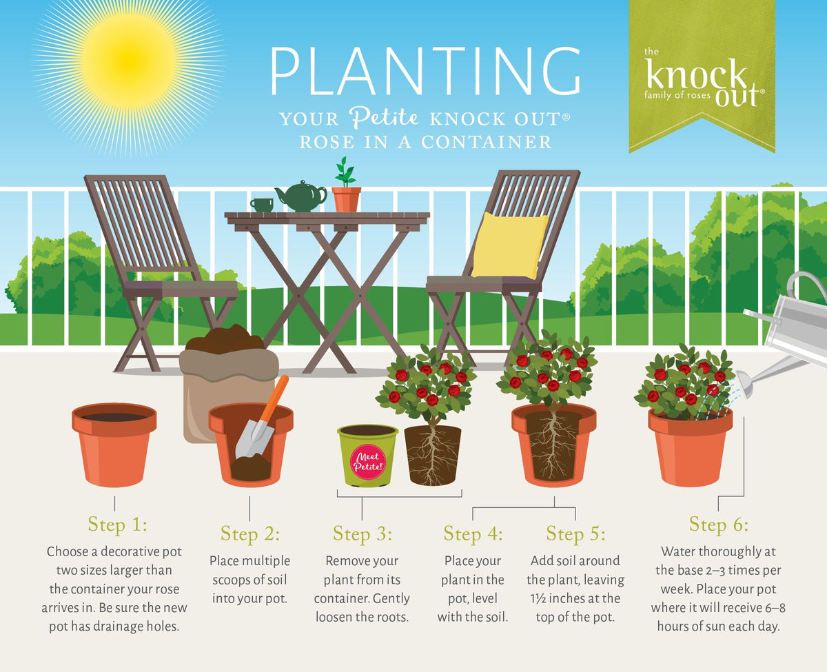 Generic Knockout Rose Petite ships dormant through winter to early spring.