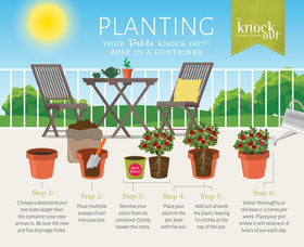 Generic Knockout Rose Petite ships dormant through winter to early spring.