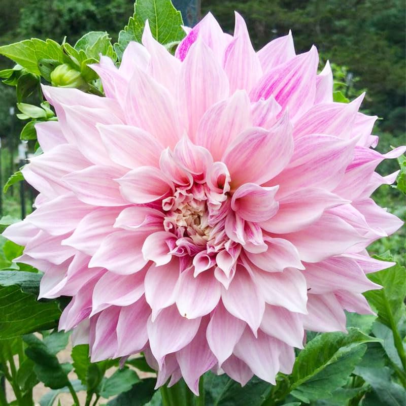 Close-up of Generic Labyrinth Dahlia seeds for detailed garden planning.