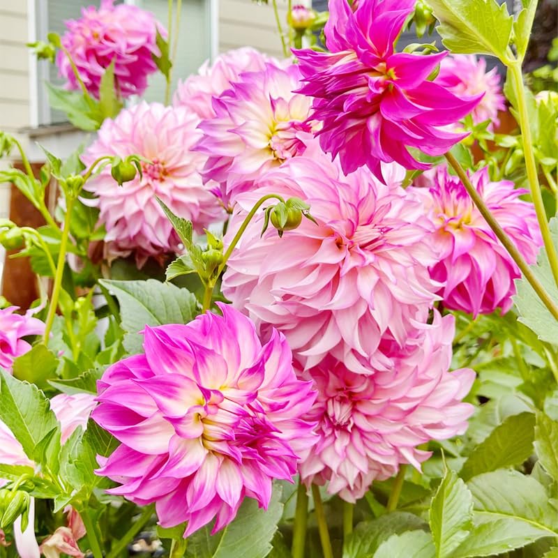 Potted-dahlia setup shows Generic Labyrinth seeds thriving in containers.