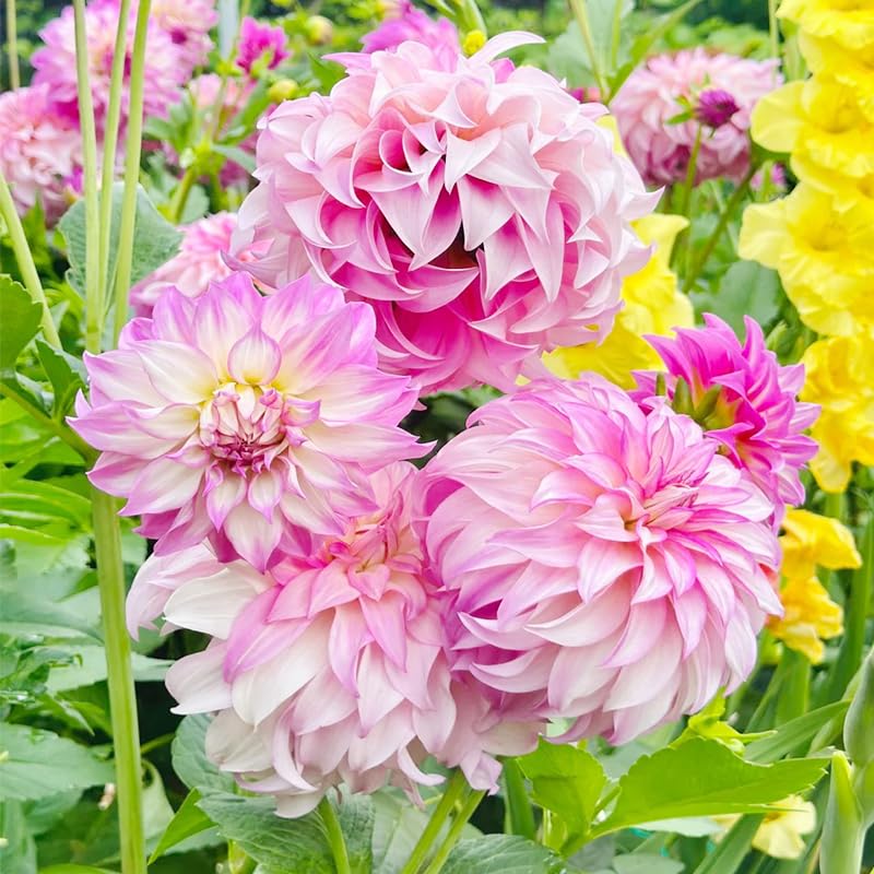 Garden-bed display featuring Generic Labyrinth Dahlia seeds for color and depth.