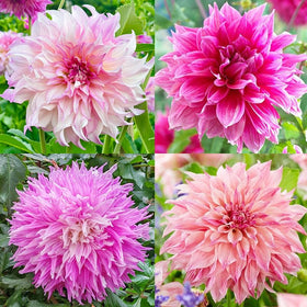 Generic Labyrinth Dahlia seeds pack front view for vibrant border planting.
