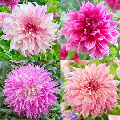 Generic Labyrinth Dahlia seeds pack front view for vibrant border planting.