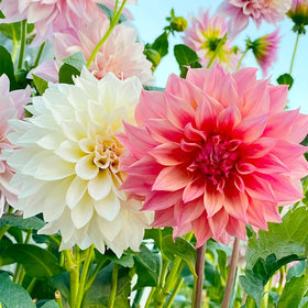 Sowing instructions show Generic Labyrinth Dahlia seeds ready for a sunny bed.