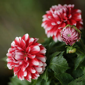Generic labyrinth dahlia seeds with varied bloom forms for cutting garden displays