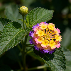Generic Lantana seeds color-changing blooms closeup showcasing diverse hues