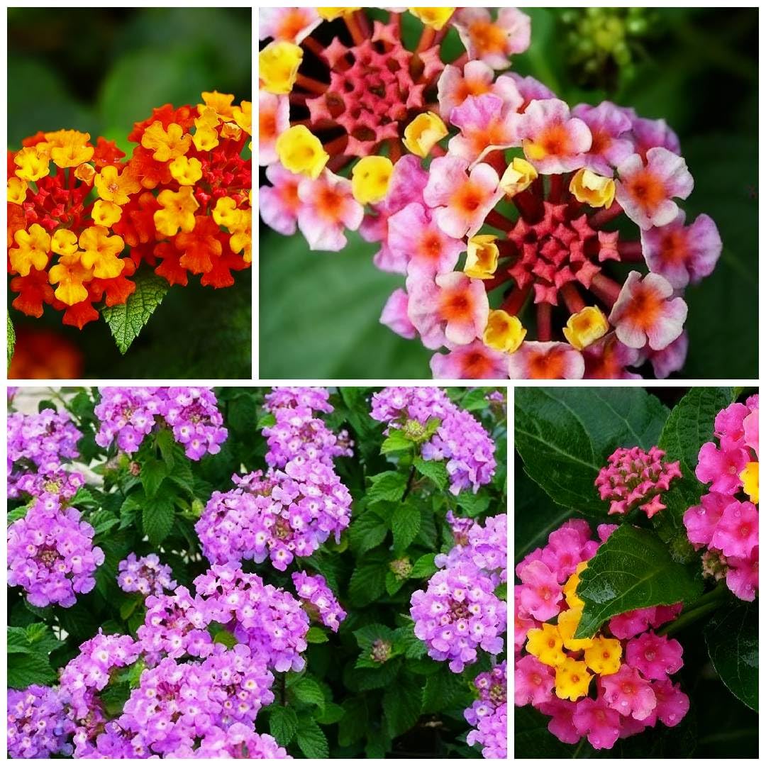 Generic Lantana seeds continuous-bloom field planting visual