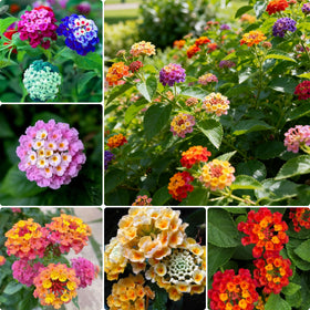 Generic Lantana seeds mixed blooms pack shot for vibrant garden color