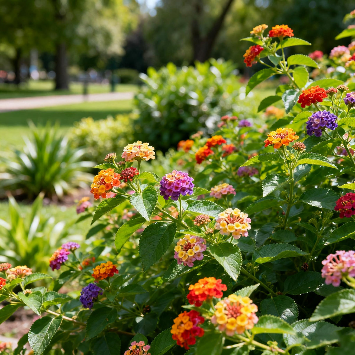 Generic Lantana seeds pollinator-friendly garden scene attracts butterflies