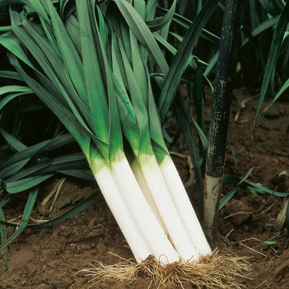 Generic leek seeds 250-pack for early sowing in cool-season gardens.