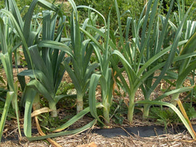 Generic leek seeds in rich soil produce tall leeks for soups.