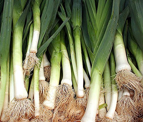 Generic leek seeds require regular watering and mulch for steady harvests.