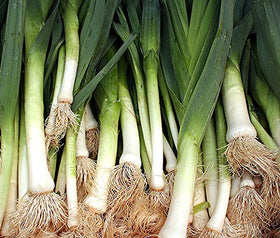 Generic leek seeds require regular watering and mulch for steady harvests.