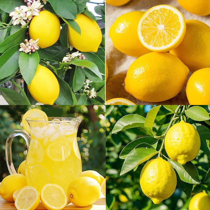 Generic lemon seeds pack displayed, great for home gardening and fresh lemon harvest.