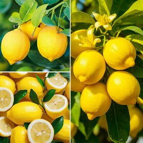 Generic lemon seeds soaking in warm water before sowing, a recommended prep step.