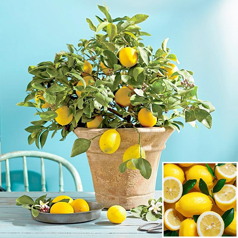 Generic lemon tree as decorative plant with evergreen leaves and white blossoms.