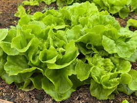 Generic lettuce seeds crisp leaves closeup—soft textures perfect for wraps and salads.