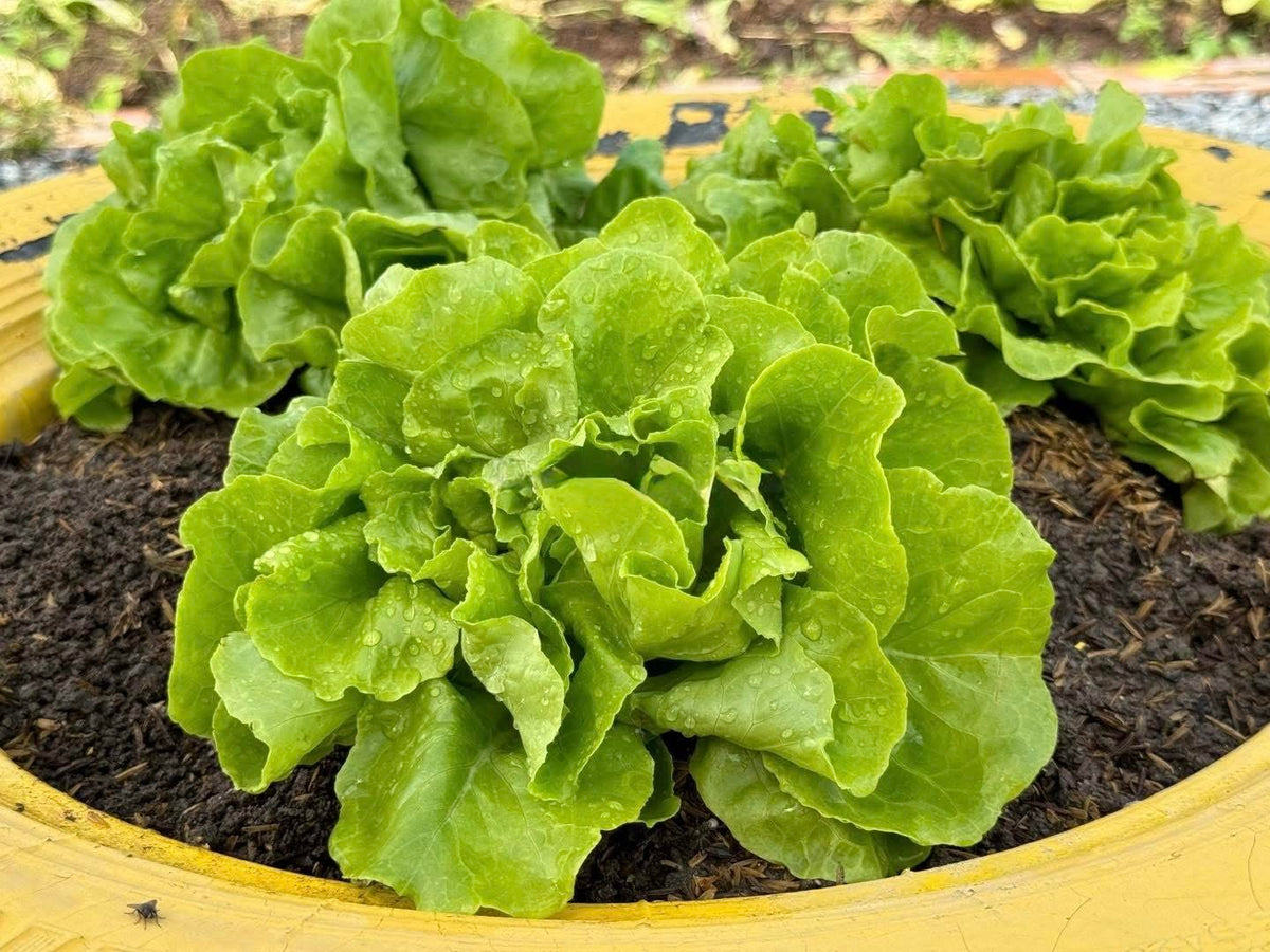 Generic lettuce seeds garden bed early growth—fast-growing greens for continuous harvest.