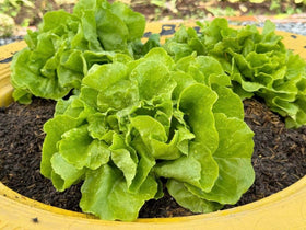 Generic lettuce seeds garden bed early growth—fast-growing greens for continuous harvest.