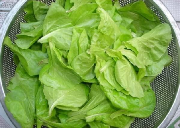 Generic lettuce seeds growing in trays for a home garden setup