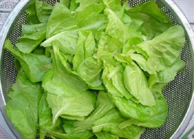 Generic lettuce seeds growing in trays for a home garden setup