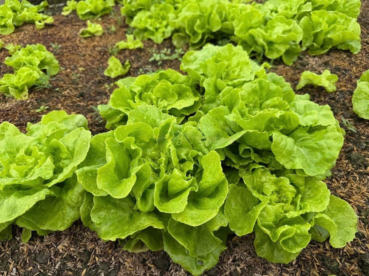 Generic lettuce seeds non-gmo heirloom label—trusted choice for home gardeners.