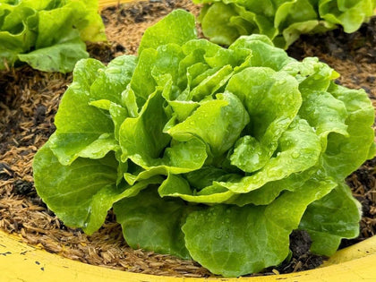 Generic lettuce seeds pack front shows butterhead variety, ideal for home gardens and fresh salads.