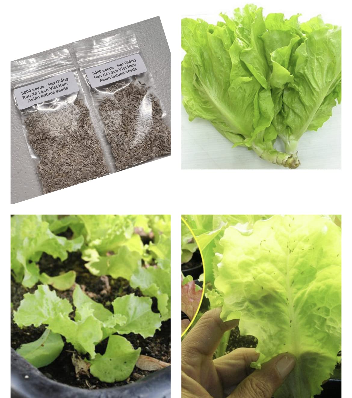 Generic Vietnamese lettuce seeds two bags for home gardening