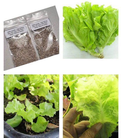 Generic Vietnamese lettuce seeds two bags for home gardening