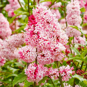Generic lilac bloom closeup showing lush purple panicles and sweet fragrance.