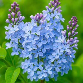 Generic lilac hedge design demonstrates seasonal color along yard perimeters.
