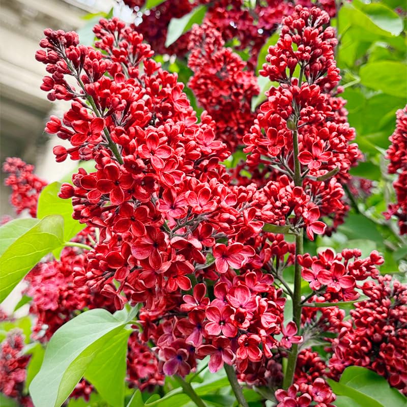Generic lilac seeds bloom close-up showing fragrant petals and abundant color.