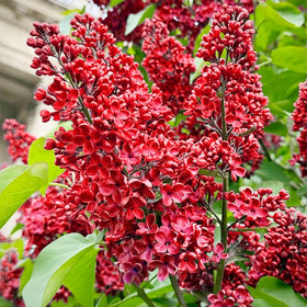 Generic lilac seeds bloom close-up showing fragrant petals and abundant color.