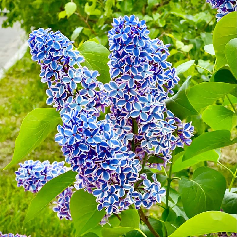 Generic lilac seeds for bonsai or container landscaping with fragrant blooms.